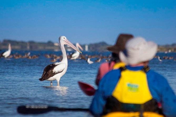 Full Day Kayaking Tour in Coorong National Park - Physical Demands and Limits