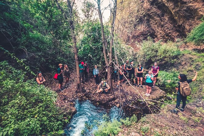 Full Day Rainforest Tour With Tasting and Swimming Time - Convenient Logistics and Duration