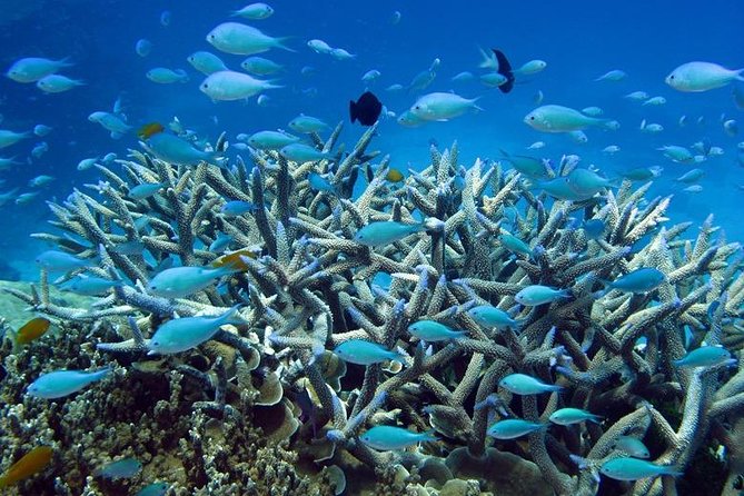 Great Barrier Reef Cruise From Townsville or Magnetic Island - Snorkeling and Diving Options