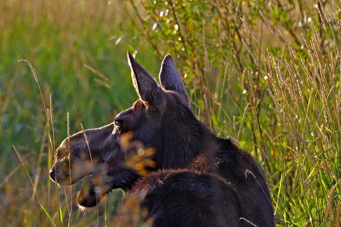 Half Day Group Sunrise Wildlife Safari - Traveler Reviews and Testimonials