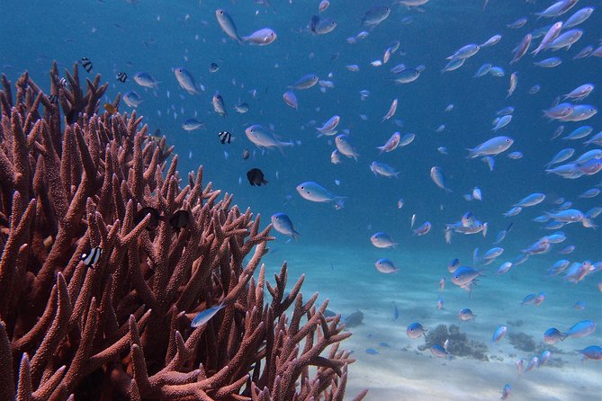 Half Day Snorkel 2.5hr Turtle Tour on the Ningaloo Reef, Exmouth - Our Commitment to Quality