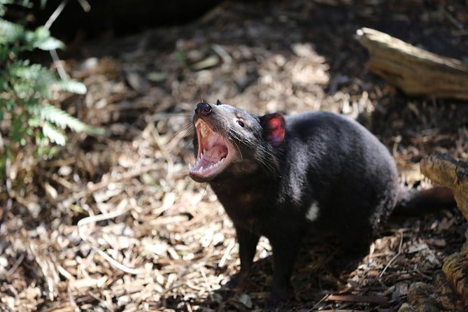 Healesville Sanctuary General Entry Ticket - Ticket Inclusions and Exclusions