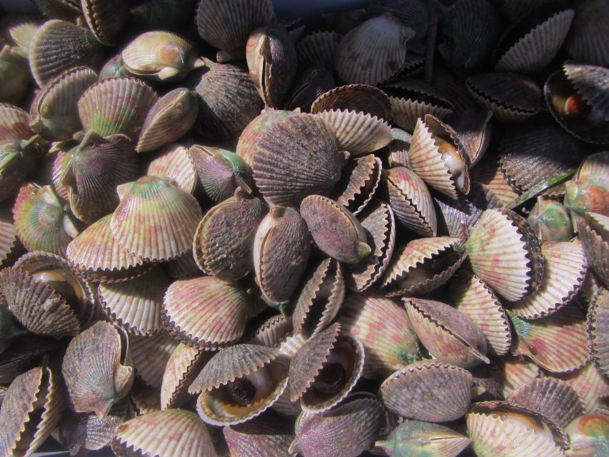 Homosassa: Snorkel & Scallop Hunt in Gulf of Mexico - Duration and Group Size