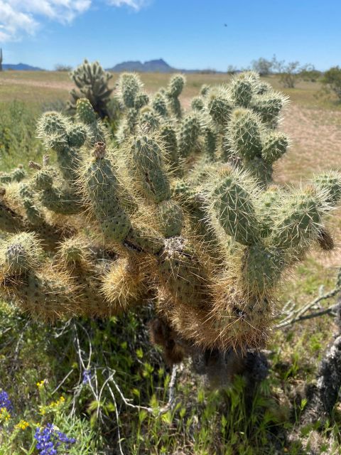 Jumping Cholla (Choya) Jeep Tour - Restrictions