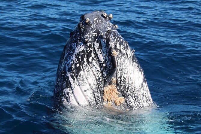 Kalbarri Whale Watching Tour - Reviews From Past Travelers