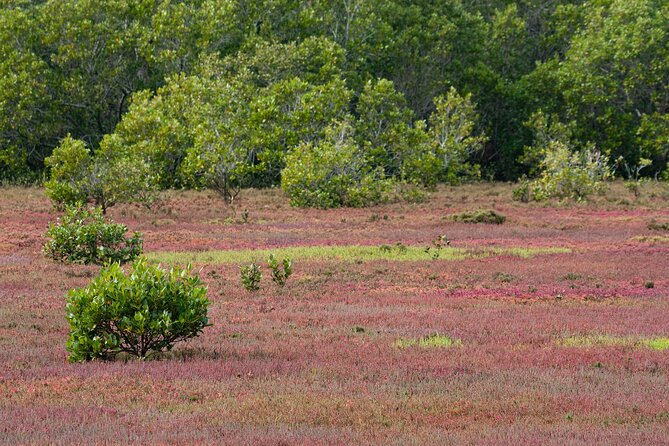 Kangaroos, Mangroves and the Ocean - The Oceans Edge Experience