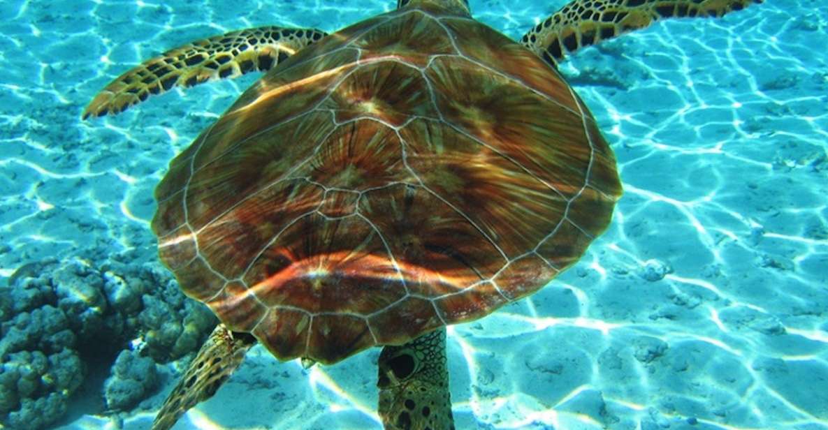 Laganas: Zakynthos Marine Park and Turtle Spotting Boat Tour - What to Expect and Inclusions