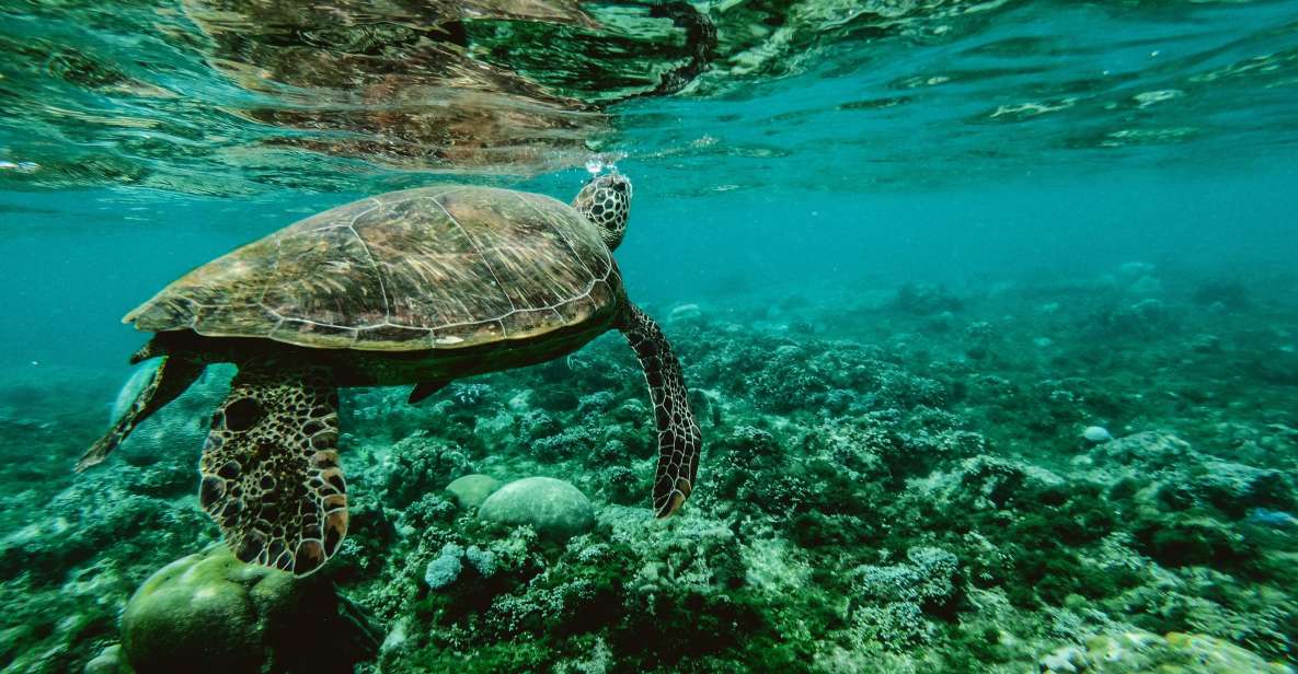 Lahaina: Turtle Town Snorkeling Trip With Photo and Video - Booking Information