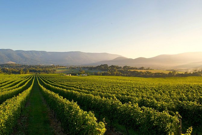 Laid Back,Small-Group Yarra Valley Wine Tour: Wine, Gin and Cider - Customizing Your Perfect Day