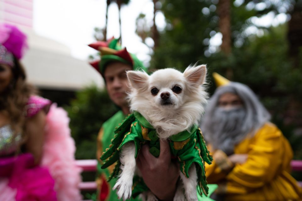 Las Vegas: Piff the Magic Dragon Show at the Flamingo - Accessibility Information