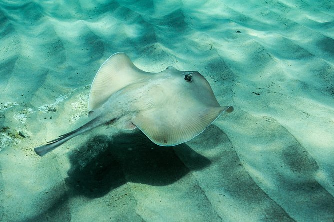 Marine Discovery + Snorkeling Cruise - Port Stephens - Important Safety Information