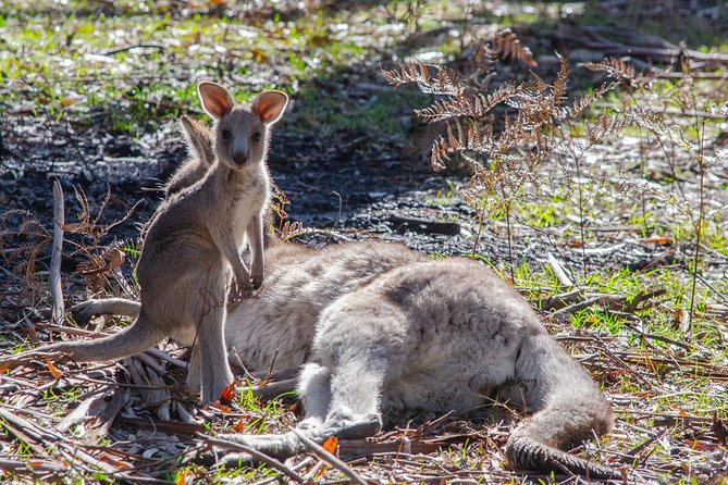 Melbourne to Adelaide South East Coast 3 Day Overland Tour - Meeting the Locals and Wildlife