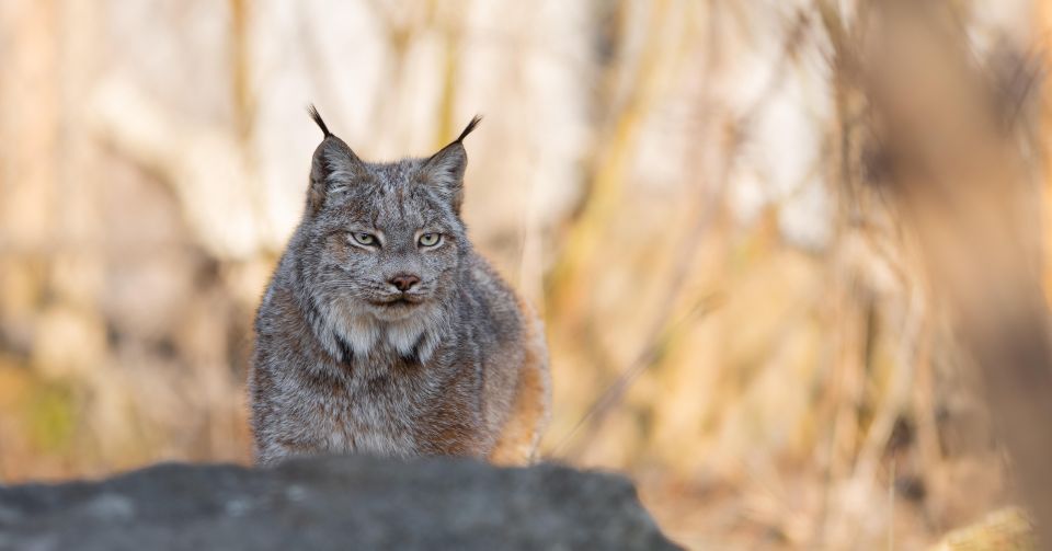 Montreal: Ecomuseum Zoo Entry Ticket - Exclusive Species and Mission Focus