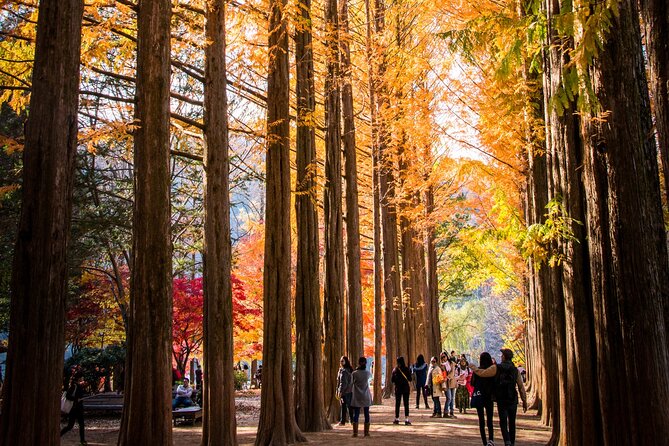 Nami Island & Happy Together's Chowon Garden & Panorama Field & Morning Calm Arboretum & Petite France - Weather and Cancellation Policy