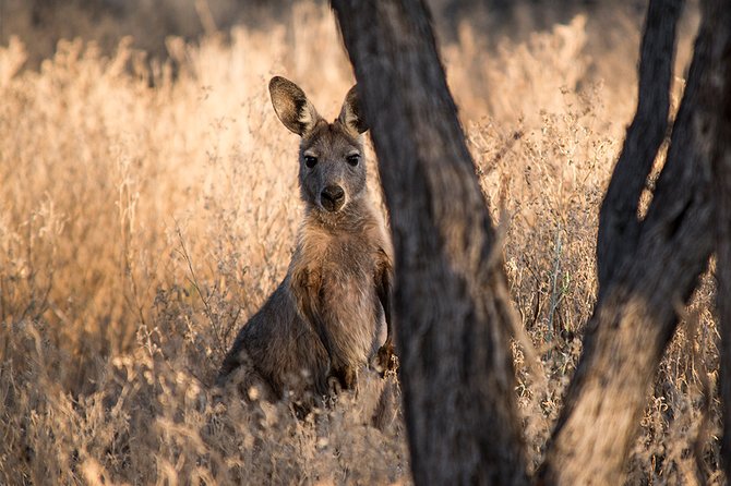 Nogo Station Experience - A Taste of the Outback