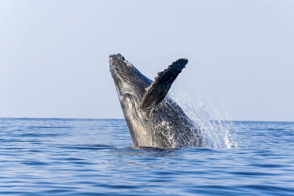 Oahu: Eco-Friendly West Coast Whale Watching Cruise - Inclusions and Amenities