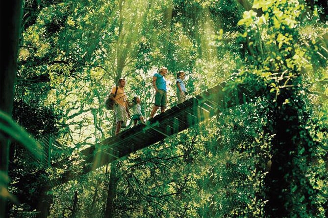 Oreillys & Lamington National Park From Gold Coast - Uncovering Lamington National Park