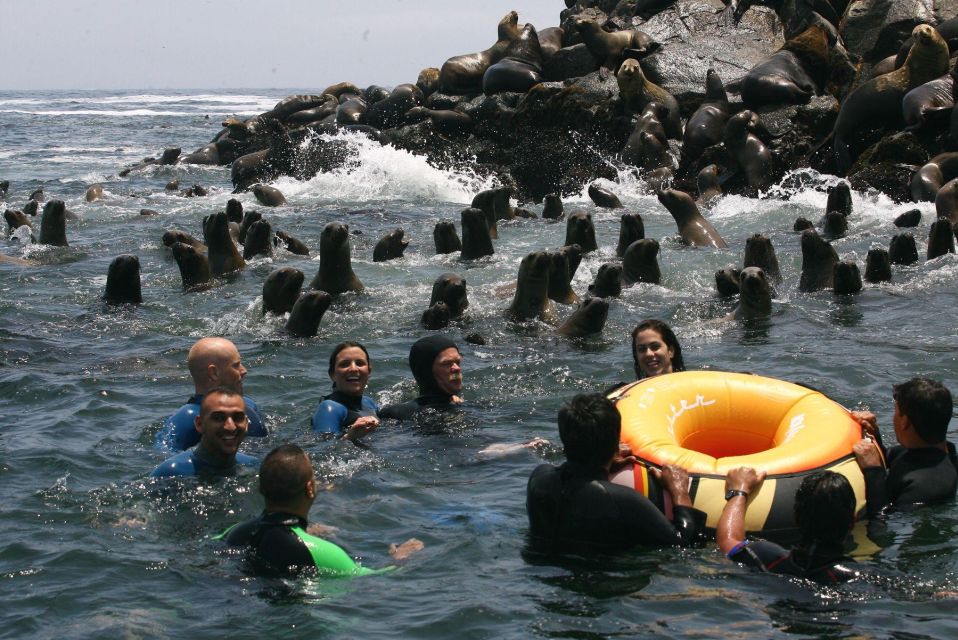 Palomino Islands Yacht Tour and Swim Alongside the Sea Lions - Inclusions and Tour Guide