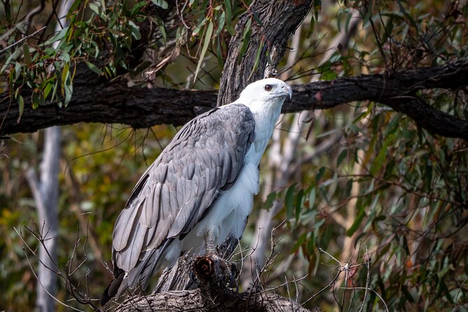 Pambula River Kayaking Tour - Kayaking Experience Highlights