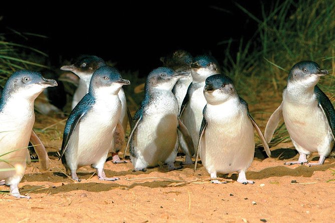 Phillip Island Penguin and Wildlife Tour - What to Expect and Inclusions