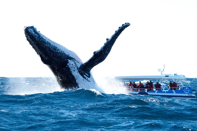 Premier Whale Watching Byron Bay - What to Expect Onboard