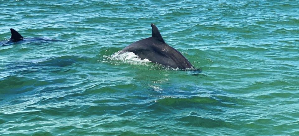 Private Dolphin Tour With Secluded Beach/Snorkel Stop - Full Description of Experience