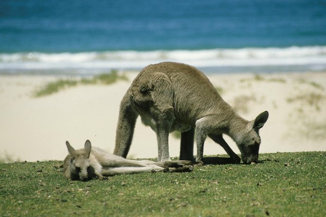 Private Great Ocean Road Full Day Tour - 1 Day Tour - What to Expect