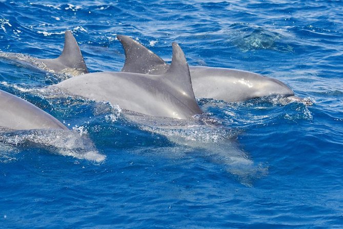 Private Port Stephens Day Trip From Sydney Incl Dolphin Cruise - Expert Guided Tour Inclusions