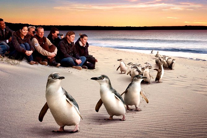 [Private Tour] “Penguin Parade” Phillip Island Tour. - Private Transportation Details