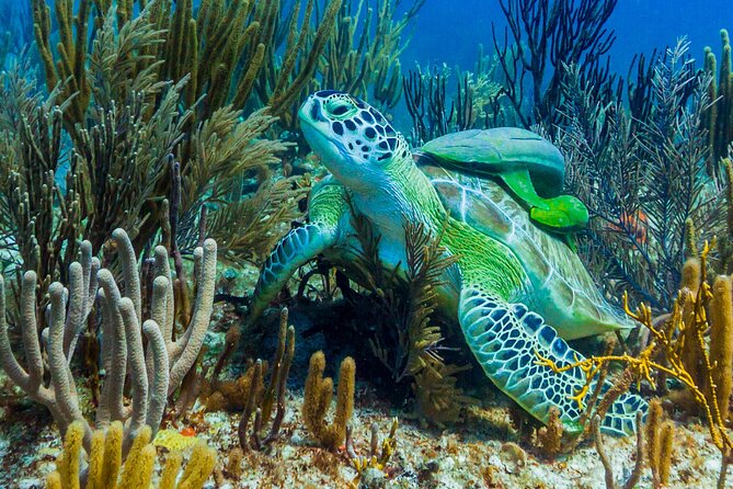 Puerto Morelos Catamaran Reef Sail and Snorkel - Route Overview