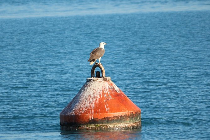 Roebuck Bay Snubfin Dolphin Cruise - Expert Guide and Commentary