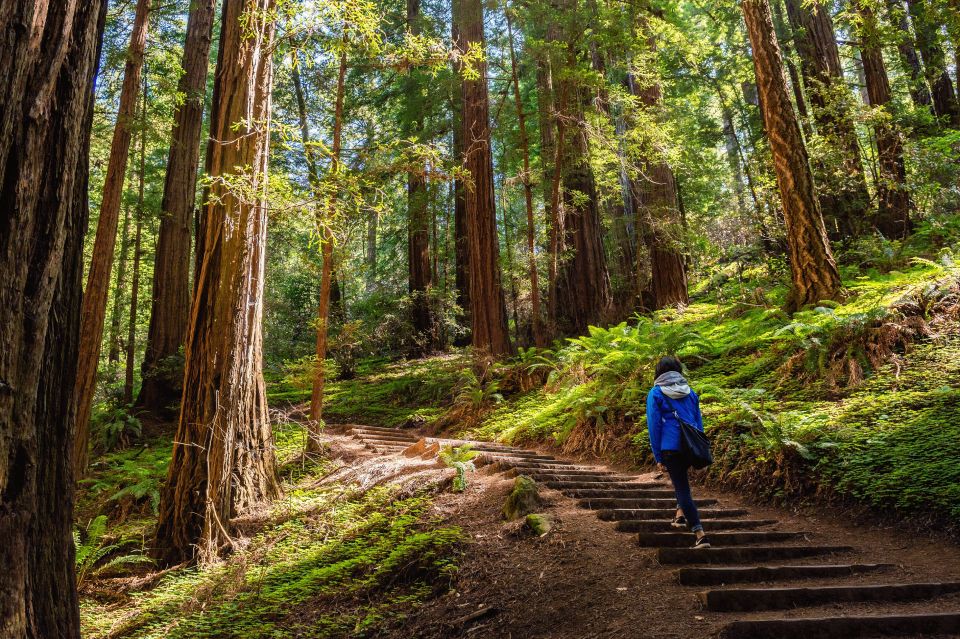 San Francisco Golden Gate Sausalito Muir Woods Private Tour - Tour Description