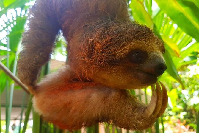 Sloth Discovery From Playa Del Coco Area - Reviews and Testimonials