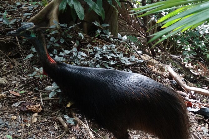 Small-Group Trekking Experience in Daintree National Park - Trekking Essentials and Logistics