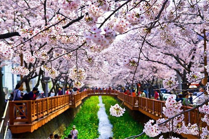 Spring 6 Days Cherry Blossom Jeju&Busan&Jinhae&Gyeongju on 31 Mar to 10 Apr - Travel and Accommodation