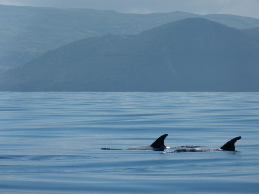 Swimming With Dolphins in Terceira Island - Common questions