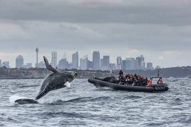 Sydney Whale-Watching by Speed Boat - Meeting and Pickup Essentials