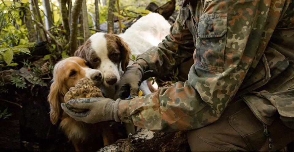 Truffle Hunting in Tuscany With Lunch in the Cellar - Experience Highlights