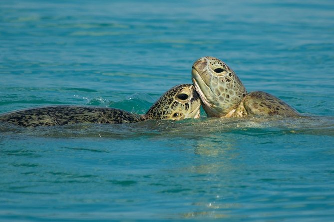 Turtle Discovery & Great Sandy Marine Park Adventure - Onboard Amenities and Services