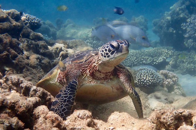 Turtle Tour - Ningaloo Reef Half Day Sea Kayak and Snorkel Tour - Meeting and Pickup Details