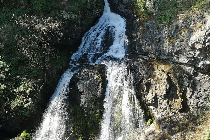 Vancouver Island Rainforest Guided Hike With Private Guide - Tour Highlights and Recommendations