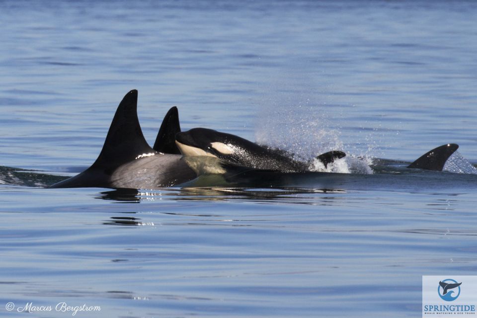 Victoria: 3-Hour Whale Watching Tour - Features and Highlights