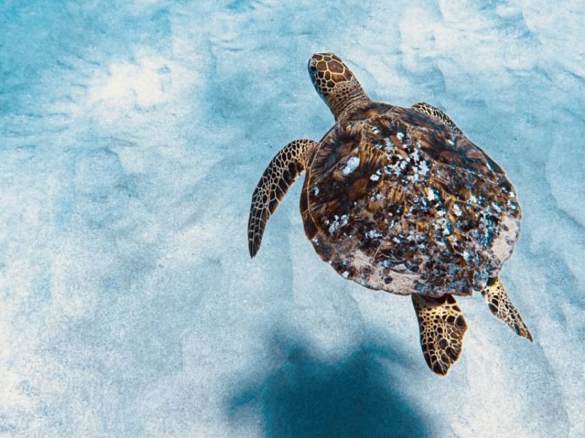 West Oahu: Dolphin Watching and Snorkeling Catamaran Cruise - Important Information