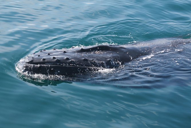 Whale Watching Busselton - Whale Behavior Insights