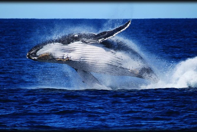 Whale Watching Cruise From Redcliffe, Brisbane or the Sunshine Coast - Meeting and Pickup Details