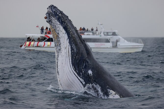 Whale Watching Sydney 2-Hour Express Cruise - Reviews and Ratings Overview