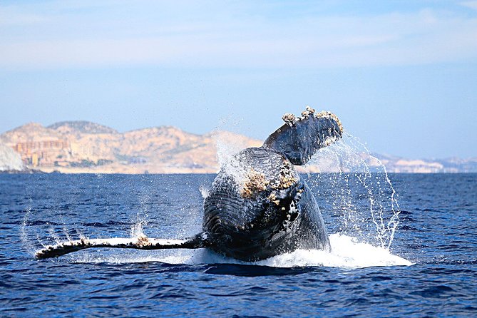 Whale Watching Zodiac in Cabo San Lucas With Comp Transportation - Cancellation Policy