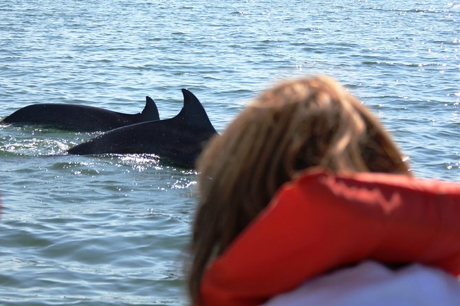 Wild Dolphins Encounter & Snorkeling - Snorkeling Details