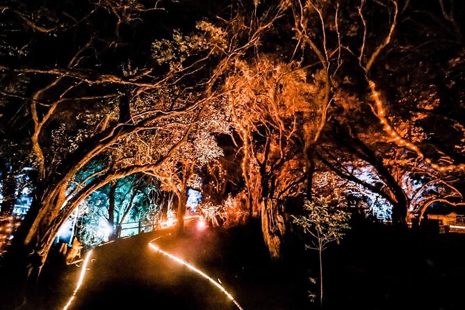 Wonderland by Night Norfolk Island - Enchanting Forest Walk Details