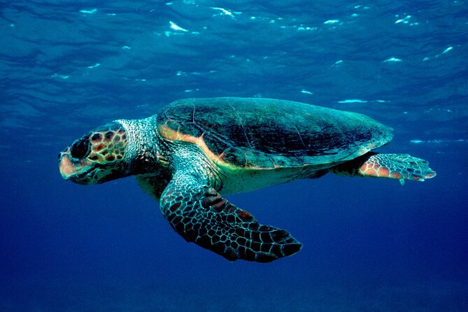 Zakynthos Marine Park With Turtles Spotting - Booking Information and Inquiries